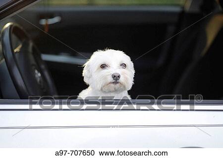 Lonely white dog waits in car for master. View Large Photo Image Stock Image - Lonely white dog waits in car for master.. Fotosearch