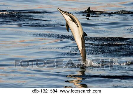 Long-beaked Common Dolphin Delphinus capensis leaping at sunrise in the Gulf of California Sea of Cortez, Mexico View Large Photo Image Picture - Long-beaked Common Dolphin Delphinus capensis leaping at sunrise in the Gulf of California Sea of Cortez, Mexico. Fotosearch