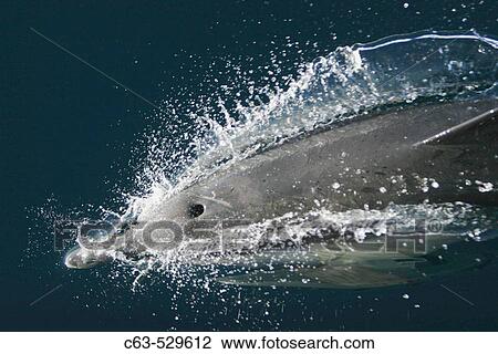 Long-beaked Common Dolphin (Delphinus capensis) in the Gulf of California (Sea of Cortez), Mexico. View Large Photo Image Stock Image - Long-beaked Common Dolphin (Delphinus capensis) in the Gulf of California (Sea of Cortez), Mexico.. Fotosearch