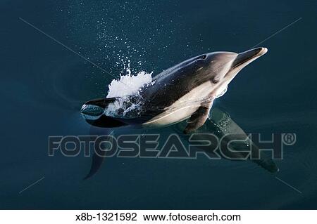 Long-beaked Common Dolphin Delphinus capensis leaping in the Gulf of California Sea of Cortez, Mexico View Large Photo Image Stock Image - Long-beaked Common Dolphin Delphinus capensis leaping in the Gulf of California Sea of Cortez, Mexico. Fotosearch