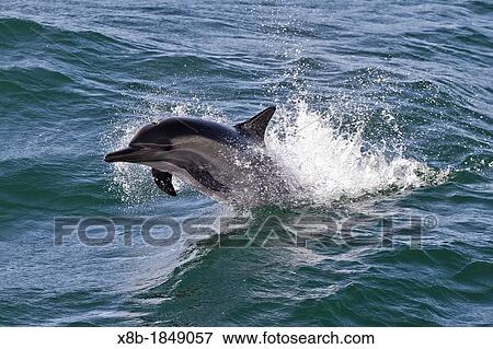 Long-beaked common dolphin Delphinus capensis encountered off Isla San Esteban in the Gulf of California Sea of Cortez, Baja California, Mexico View Large Photo Image Stock Photo - Long-beaked common dolphin Delphinus capensis encountered off Isla San Esteban in the Gulf of California Sea of Cortez, Baja California, Mexico. Fotosearch