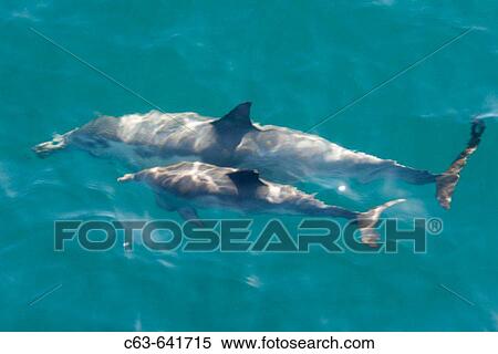 Long-beaked common dolphin (Delphinus capensis) mother and calf bowriding in the calm waters off Isla del Carmen in the Gulf of California (Sea of Cortez), Baja California Sur, Mexico. View Large Photo Image Stock Photography - Long-beaked common dolphin (Delphinus capensis) mother and calf bowriding in the calm waters off Isla del Carmen in the Gulf of California (Sea of Cortez), Baja California Sur, Mexico.. Fotosearch