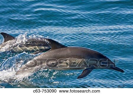Long-beaked Common Dolphin pod Delphinus capensis encountered off Isla Espiritu Santo in the southern Gulf of California Sea of Cortez, Baja California Sur, Mexico View Large Photo Image Stock Image - Long-beaked Common Dolphin pod Delphinus capensis encountered off Isla Espiritu Santo in the southern Gulf of California Sea of Cortez, Baja California Sur, Mexico. Fotosearch