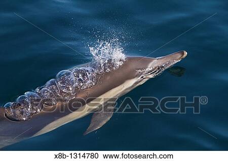 Long-beaked common dolphin pod Delphinus capensis encountered off Isla del Carmen within the Parque Nacional Bahia de Loreto Loreto Bay National Park in the southern Gulf of California Sea of Cortez, Baja California Sur, Mexico View Large Photo Image Stock Image - Long-beaked common dolphin pod Delphinus capensis encountered off Isla del Carmen within the Parque Nacional Bahia de Loreto Loreto Bay National Park in the southern Gulf of California Sea of Cortez, Baja California Sur, Mexico. Fotosearch