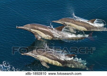 Long-beaked common dolphins Delphinus capensis encountered off Isla San Esteban in the Gulf of California Sea of Cortez, Baja California, Mexico View Large Photo Image Stock Image - Long-beaked common dolphins Delphinus capensis encountered off Isla San Esteban in the Gulf of California Sea of Cortez, Baja California, Mexico. Fotosearch