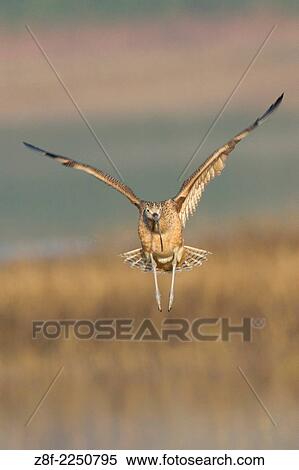 Long-Billed Curlew landing -head on view. (Numenius americanus). Back Bay Reserve, California. View Large Photo Image Stock Photography - Long-Billed Curlew landing -head on view. (Numenius americanus). Back Bay Reserve, California.. Fotosearch