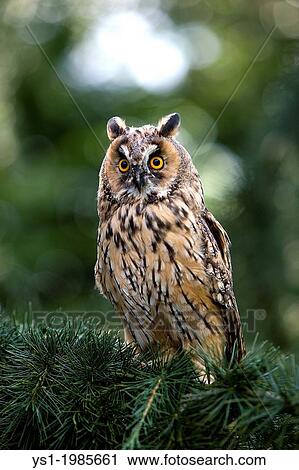 Long-Eared Owl, asio otus, Adult standing on Branch, Normandy. View Large Photo Image Stock Image - Long-Eared Owl, asio otus, Adult standing on Branch, Normandy.. Fotosearch