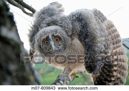 Long-eared Owl, (Asio otus) Buho chico View Large Photo Image Stock Image - Long-eared Owl, (Asio otus) Buho chico. Fotosearch