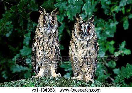 LONG-EARED OWL asio otus, PAIR STANDING ON BRANCH, NORMANDY View Large Photo Image Stock Image - LONG-EARED OWL asio otus, PAIR STANDING ON BRANCH, NORMANDY. Fotosearch