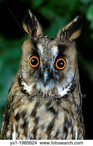 Picture - Long-Eared Owl, asio otus, Portrait of Adult, Normandy.. Fotosearch