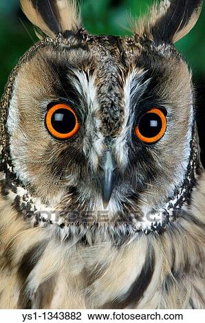LONG-EARED OWL asio otus, PORTRAIT OF ADULT, NORMANDY View Large Photo Image Stock Image - LONG-EARED OWL asio otus, PORTRAIT OF ADULT, NORMANDY. Fotosearch