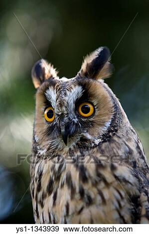 LONG-EARED OWL asio otus, PORTRAIT OF ADULT, NORMANDY View Large Photo Image Stock Photo - LONG-EARED OWL asio otus, PORTRAIT OF ADULT, NORMANDY. Fotosearch
