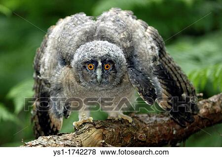 Stock Photo - Long Eared Owl, asio otus, Young standing on Branch, Opening Wings, Normandy. Fotosearch