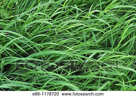 long grass blowing in the wind View Large Photo Image Stock Image - long grass blowing in the wind. Fotosearch