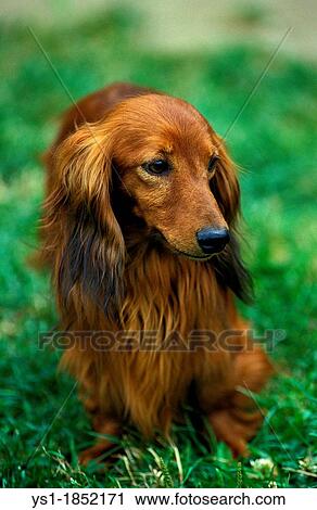 Long-Haired Dachshund, Adult standing on Grass View Large Photo Image Stock Image - Long-Haired Dachshund, Adult standing on Grass. Fotosearch