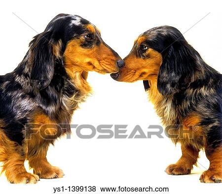 Long-Haired Dachsund, Adults against White Background View Large Photo Image Stock Photo - Long-Haired Dachsund, Adults against White Background. Fotosearch