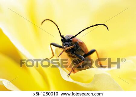Long-horn Beetle Leptura rubra, feeding on rose in garden, Germany View Large Photo Image Stock Image - Long-horn Beetle Leptura rubra, feeding on rose in garden, Germany. Fotosearch