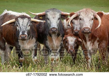 Long Horn Cattle in Norfolk meadow View Large Photo Image Stock Image - Long Horn Cattle in Norfolk meadow. Fotosearch