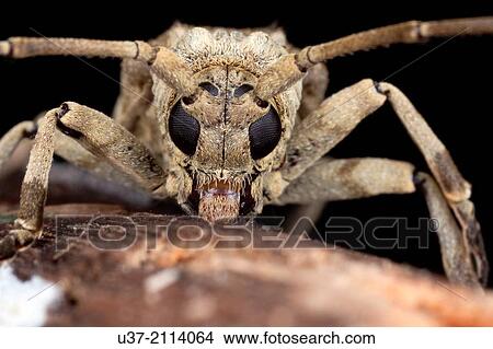Long horned beetle. Image taken at Semengok Wildlife Centre, Sarawak, Malaysia. View Large Photo Image Picture - Long horned beetle. Image taken at Semengok Wildlife Centre, Sarawak, Malaysia.. Fotosearch