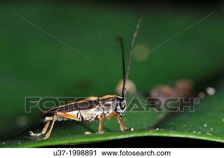 Stock Image - Long horned beetle. Image taken at Kampung Skudup, Sarawak, Malaysia. Fotosearch