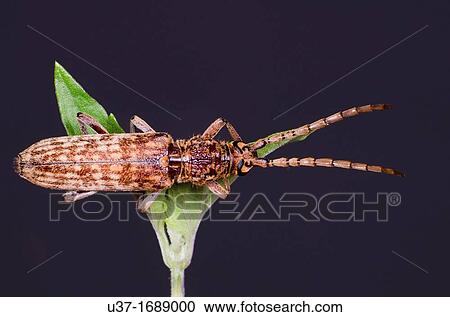 Long horned weevil View Large Photo Image Stock Image - Long horned weevil. Fotosearch