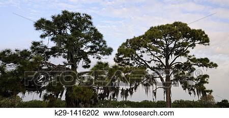 Long leaf pine trees and spanish moss Venice Florida View Large Photo Image Stock Image - Long leaf pine trees and spanish moss Venice Florida. Fotosearch