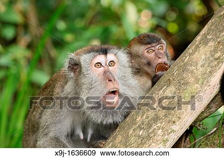 Long-Tailed Macaque Monkey Macaca fascidularis Sitting in Tree Bako National Park View Large Photo Image Stock Photo - Long-Tailed Macaque Monkey Macaca fascidularis Sitting in Tree Bako National Park. Fotosearch
