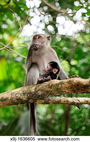 Long-Tailed Macaque Monkey Macaca fascidularis Sitting in Tree Bako National Park View Large Photo Image Stock Photography - Long-Tailed Macaque Monkey Macaca fascidularis Sitting in Tree Bako National Park. Fotosearch