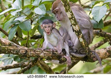 Long-tailed or Crab-eating Macaque, Macaca fascicularis, Bako, Sarawak, Borneo, Malaysia View Large Photo Image Stock Photo - Long-tailed or Crab-eating Macaque, Macaca fascicularis, Bako, Sarawak, Borneo, Malaysia. Fotosearch