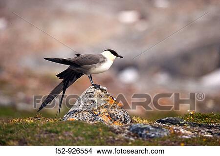 Long-tailed Skua (Stercorarius longicaudus), Svalbard, Norway View Large Photo Image Picture - Long-tailed Skua (Stercorarius longicaudus), Svalbard, Norway. Fotosearch