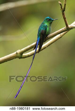 Stock Image - Long-tailed Sylph hummingbird San Eusebio Cloud Forest Mrida Venezuela.. Fotosearch
