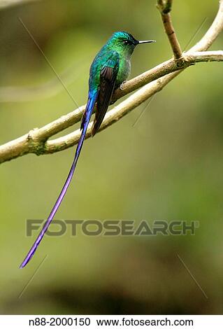 Long-tailed Sylph hummingbird San Eusebio Cloud Forest Venezuela. View Large Photo Image Stock Image - Long-tailed Sylph hummingbird San Eusebio Cloud Forest Venezuela.. Fotosearch