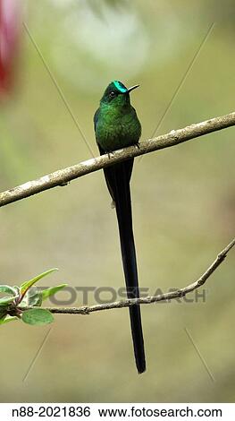 Stock Photograph - Long-tailed Sylph hummingbird San Eusebio Cloud Forest Venezuela.. Fotosearch