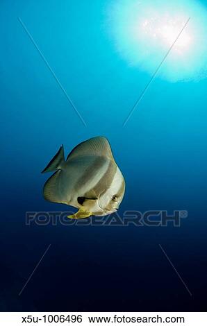 Longfin batfish in Similans Islands National park, Andaman Sea, Thailand View Large Photo Image Stock Photograph - Longfin batfish in Similans Islands National park, Andaman Sea, Thailand. Fotosearch