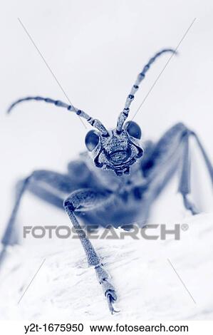 Stock Image - Longhorn beetle Rhagium mordax, fam Cerambycidae Vaesternorrland, Sweden. Fotosearch