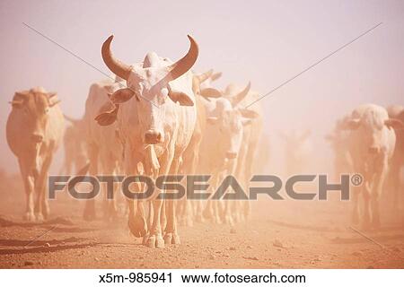 Longhorn Cattle in the Desert of Northern Kenya View Large Photo Image Stock Image - Longhorn Cattle in the Desert of Northern Kenya. Fotosearch