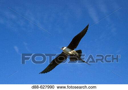 Stock Image - LongTailed Skua (Stercorarius longicaud). Fotosearch