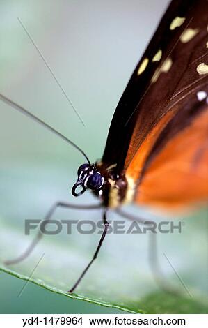 Longwing butterfly Heliconius hecale, Costa Rica View Large Photo Image Picture - Longwing butterfly Heliconius hecale, Costa Rica. Fotosearch