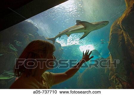 Looking at shark in aquarium, Gijon. Asturias, Spain View Large Photo Image Stock Image - Looking at shark in aquarium, Gijon. Asturias, Spain. Fotosearch