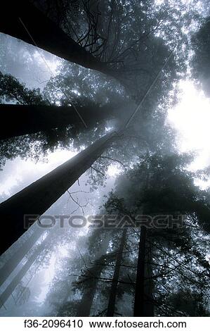 Looking up at coastal redwood trees in fog, Redwood National Park, California. View Large Photo Image Stock Image - Looking up at coastal redwood trees in fog, Redwood National Park, California.. Fotosearch