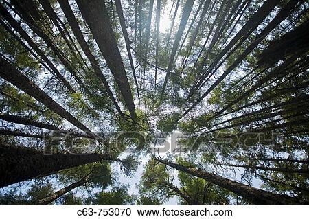 Looking up into the canopy through hemlock and spruce trees on George Island near Cross Sound, Southeast Alaska in late springtime, USA View Large Photo Image Stock Image - Looking up into the canopy through hemlock and spruce trees on George Island near Cross Sound, Southeast Alaska in late springtime, USA. Fotosearch