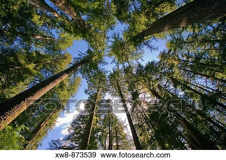 Looking up through the forest in the Sol Duc region of Olympic National Park View Large Photo Image Stock Photo - Looking up through the forest in the Sol Duc region of Olympic National Park. Fotosearch