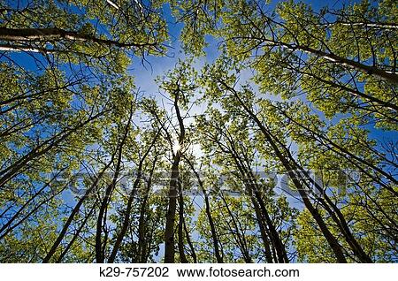 Looking upwards in aspen grove, with emerging spring foliage View Large Photo Image Stock Image - Looking upwards in aspen grove, with emerging spring foliage. Fotosearch