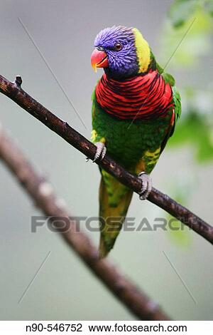 Stock Image - Lorikeet. Fotosearch