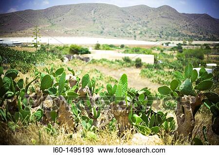 Stock Image - Los Albaricoques, Cabo de Gata, Almeria. Fotosearch