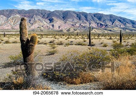 Los Cardones National Park, Province of Salta, Argentina. View Large Photo Image Stock Photo - Los Cardones National Park, Province of Salta, Argentina.. Fotosearch