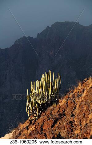 Los Gigantes cliffs at Tenerife, Canary Island. View Large Photo Image Stock Photography - Los Gigantes cliffs at Tenerife, Canary Island.. Fotosearch