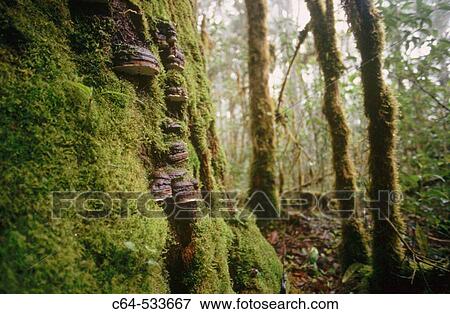 Los Santos Forest Reserve. Costa Rica View Large Photo Image Stock Photo - Los Santos Forest Reserve. Costa Rica. Fotosearch
