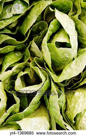 Lots of fresh Lettuce View Large Photo Image Stock Photography - Lots of fresh Lettuce. Fotosearch