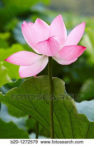 Lotus flower, Ueno Onshi Park, Ueno, Tokyo, Japan. View Large Photo Image Stock Photo - Lotus flower, Ueno Onshi Park, Ueno, Tokyo, Japan.. Fotosearch